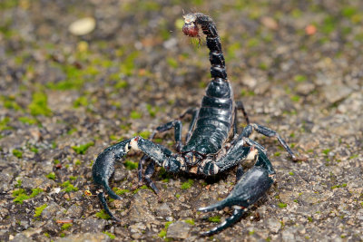 Scorpion (Heterometrus sp. possibly H. longimanus or H. spinifer)