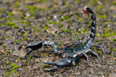 Scorpion (Heterometrus sp. possibly H. longimanus or H. spinifer)