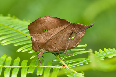 Leaf cricket