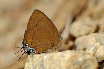 Remelana jangala travana