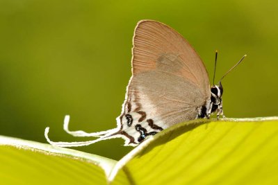 Ritra aurea volumnia (Orange Imperial)