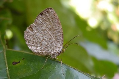 Allotinus unicolor (female)