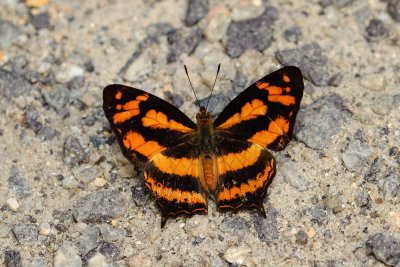 Symbrenthia hypatia chersonesia