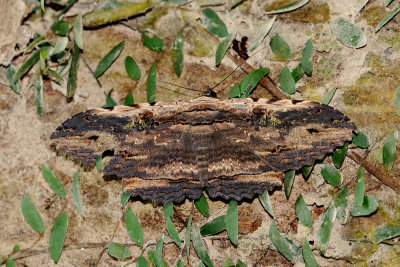 Moth
