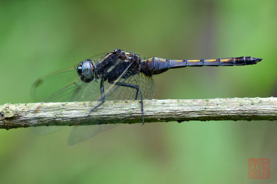 Orthetrum glaucum (immatured male)