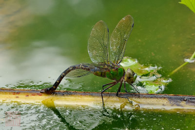 Anax guttatus