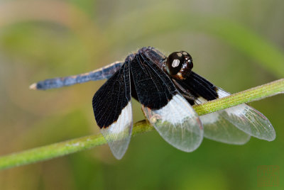 Neurothemis tullia