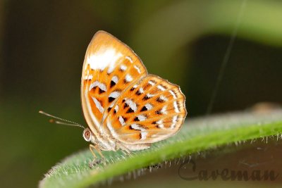 Taxila haquinus haquinus (Harlequin)