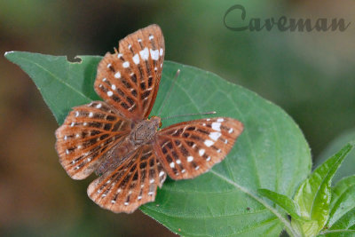 Zemeros flegyas albipunctatus (The Punchinello)