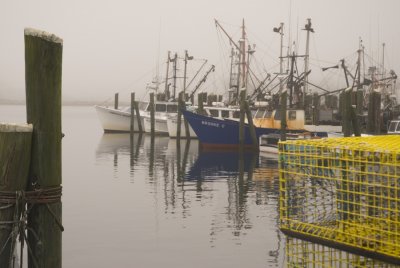 foggy spring morning.jpg