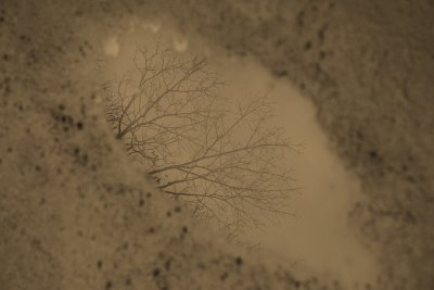 2007_scenics