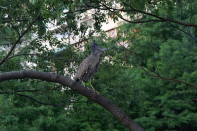 Taiwan Birds