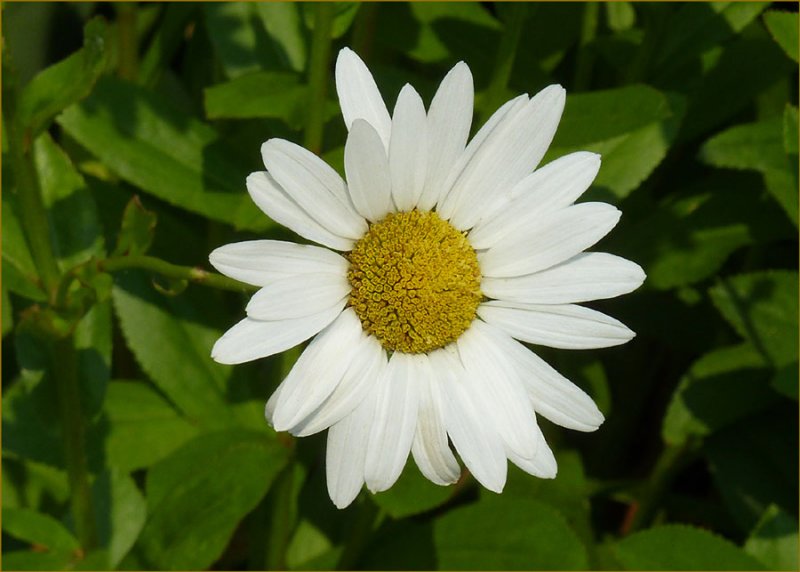 Oxeye Daisy