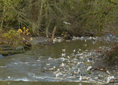 Goldstream