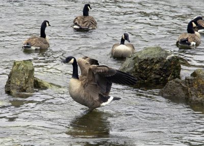 Busy Geese