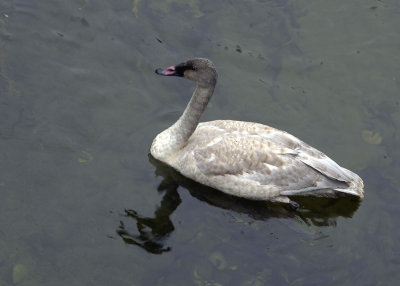 Juvenile Trumpeter