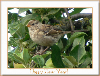 Wishing everyone Health, Happiness and Prosperity in 2009.