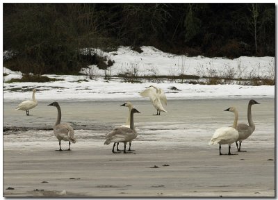 Trumpeters