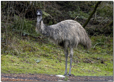 Emu