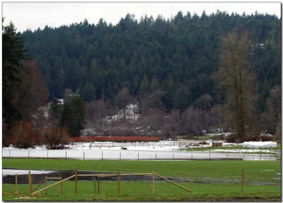 The Blueberry Patch in Winter