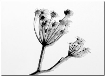 Daucus carota on ice