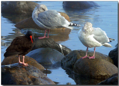 The Oystercatcher