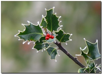 Frosty Holly