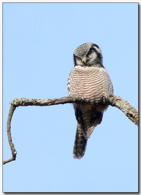 Northern Hawk Owl (Surnia ulula)