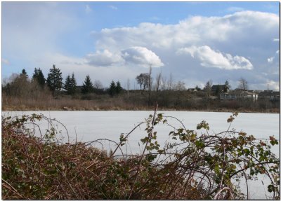 The Marsh in Winter