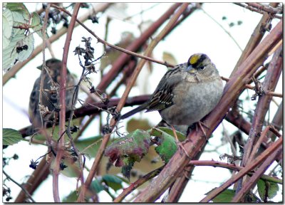Sparrow in the Brambles