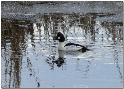 Common Goldeneye
