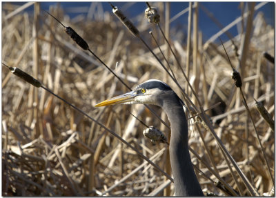 Great Blue Heron