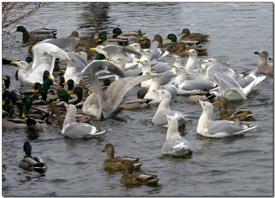 Lunchtime at Quamichan Lake