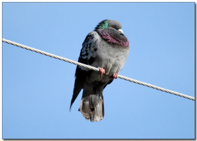 Rock Pigeon