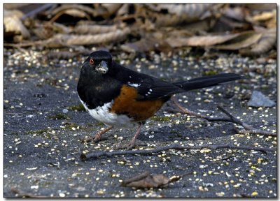 Spotted Towhee