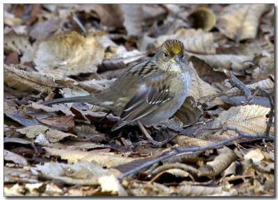 Golden-crowned Sparrow