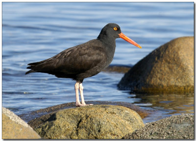 Black Oystercatcher