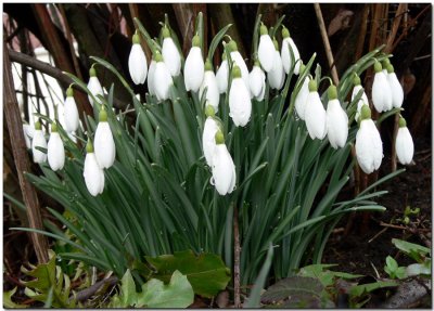 Snowdrops