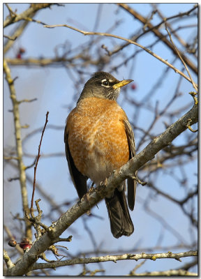 American Robin