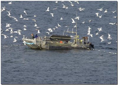 Seagulls like herring too!