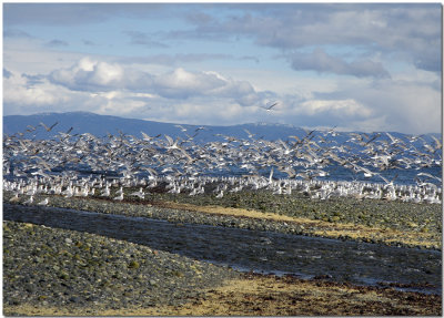 Shifting Gulls