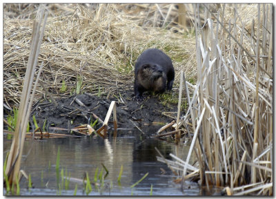 River Otter