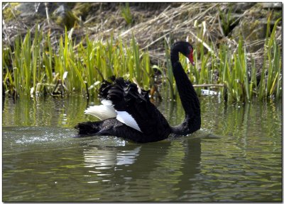 Australian Black Swans