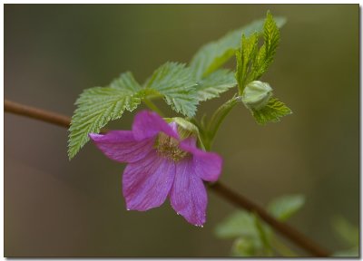 Salmonberry