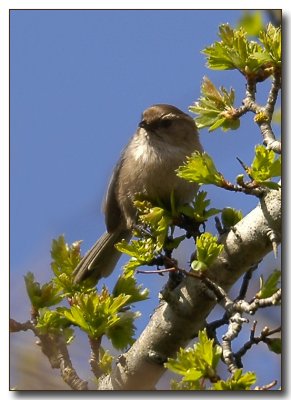 Bushtit