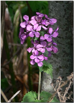 Lunaria annua