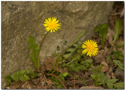 Dandelion