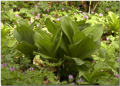 False Hellebore