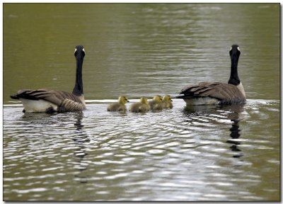 The Goose Family