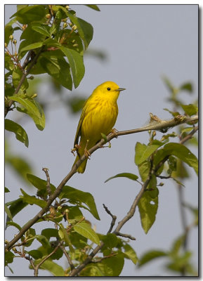 Yellow Warbler